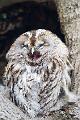 Kattugle - Tawny owl (Strix aluco)